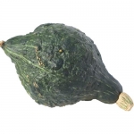 Barnacle Bill F1